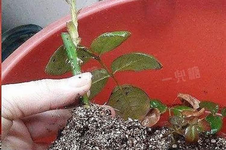 西瓜的施肥方法,用什么肥？