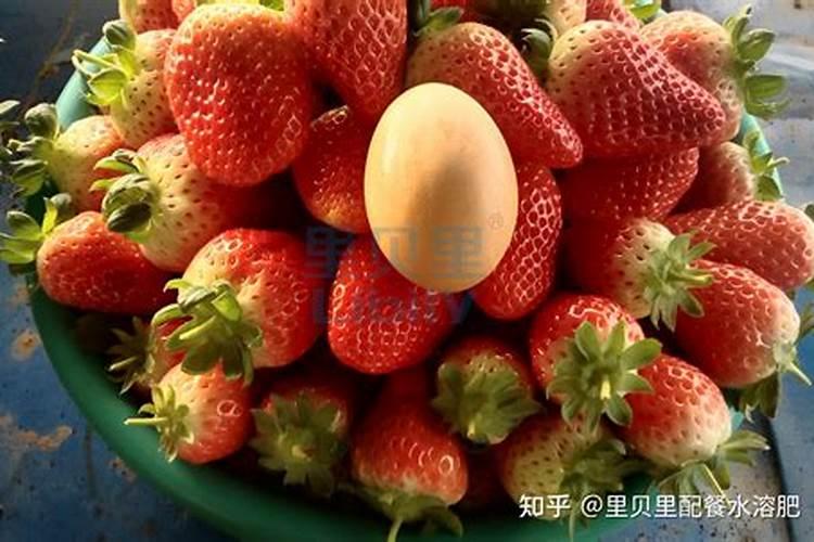 贝齐姆水溶肥的作用