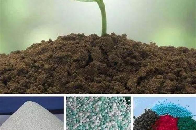 冬天种青菜用什么肥,附种植方法