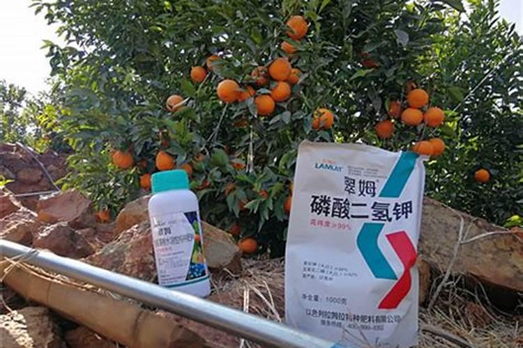 西葫芦施什么肥能高产 高产的方法有哪些
