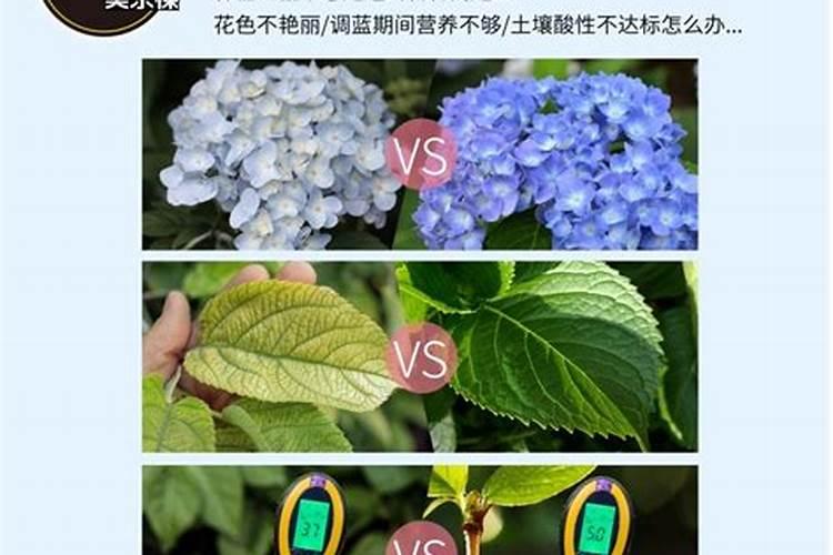 绣球花施什么肥