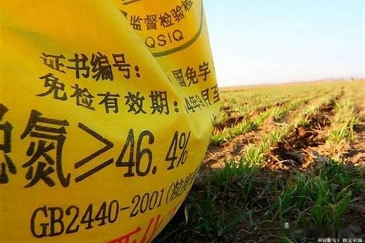 油菜移栽后可施乙草胺吗