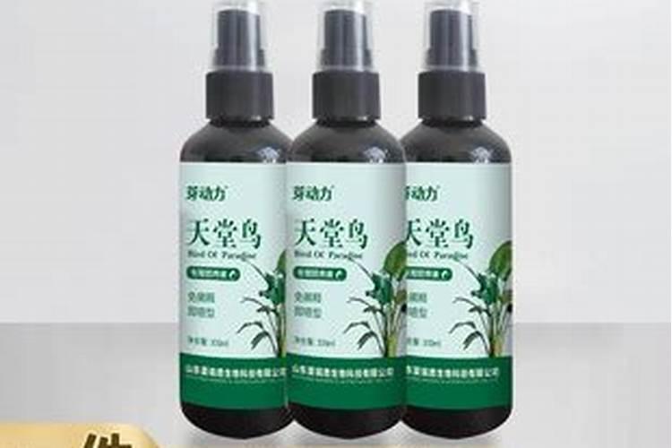 啤酒兑水可以浇天堂鸟吗