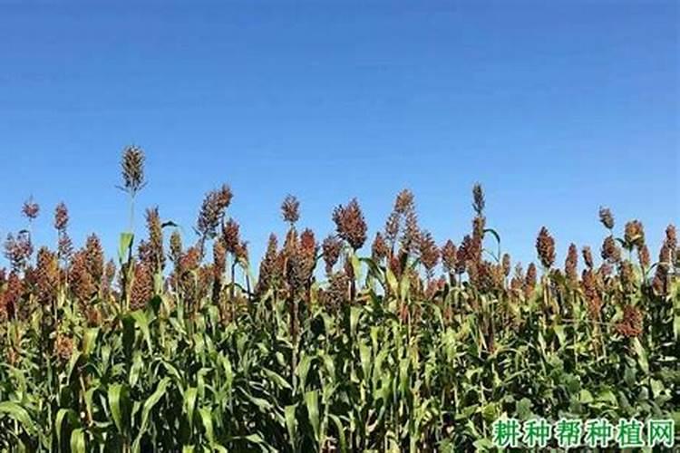 生姜出苗后用什么肥料 生姜苗期施什么肥好