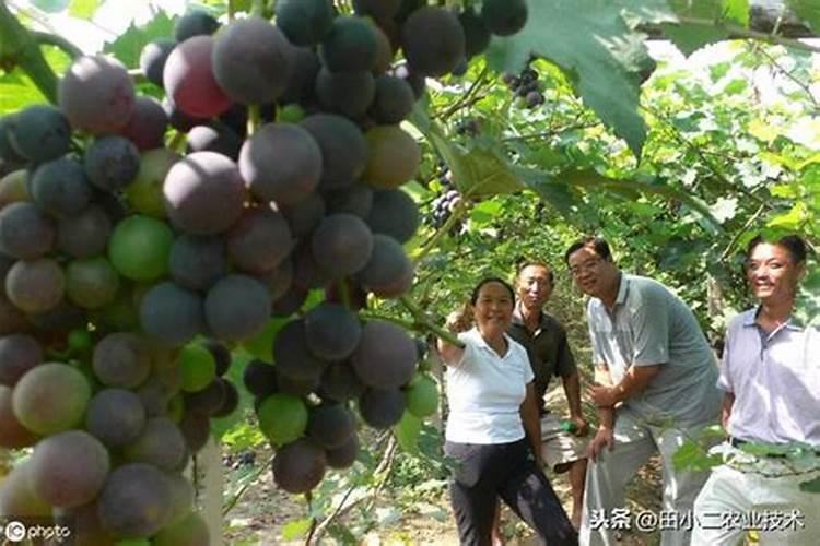 小麦一生需要多少肥料,分几次追施为好？