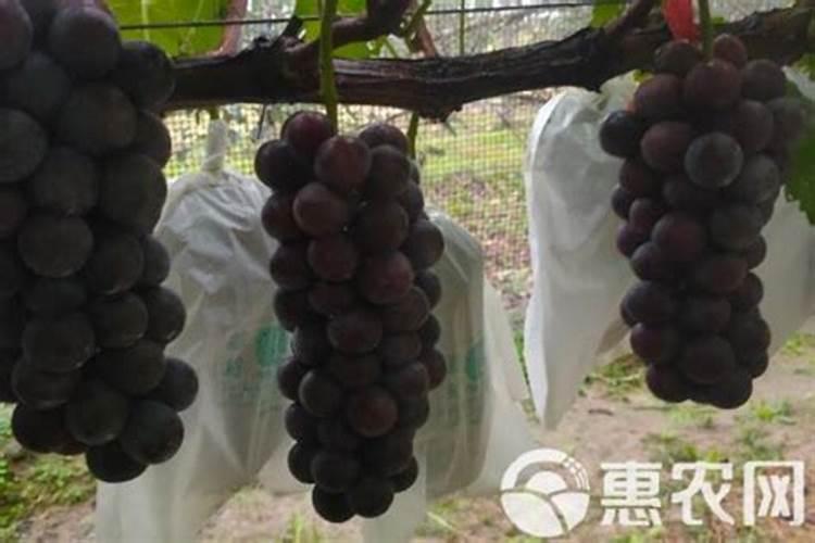 树葡萄栽培技术与施肥有什么讲究