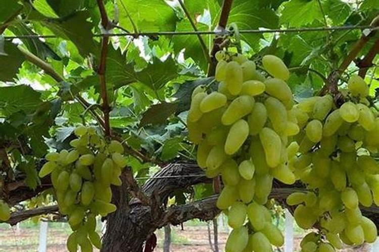 葡萄膨果期用什么肥料 如何施肥产量高