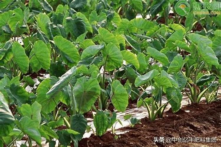 芋头怎么种植方法