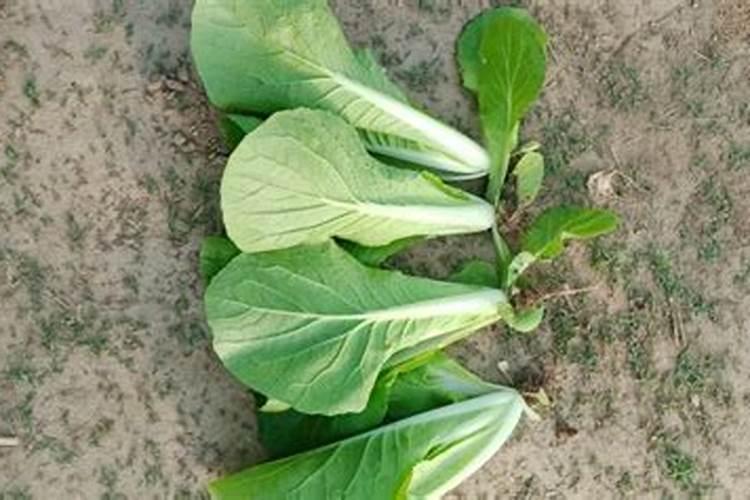 油菜什么时候施硼肥 油菜哪个时候施硼肥