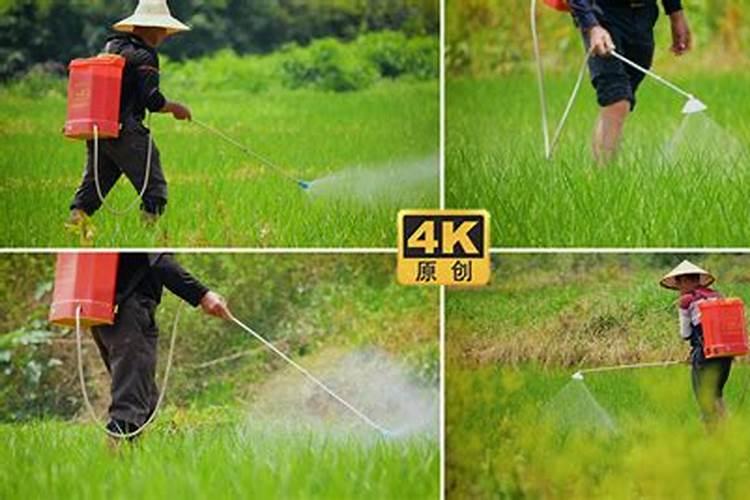 水稻钾肥什么时候施