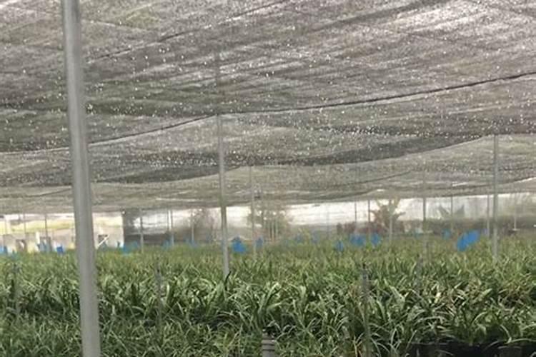兰花开花时能施肥吗 开花的兰花能不能施肥