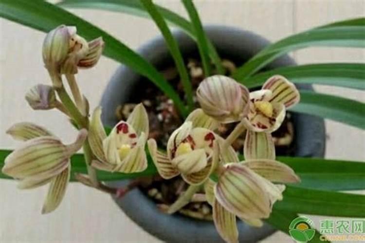 即将要开花的兰花可以施肥吗