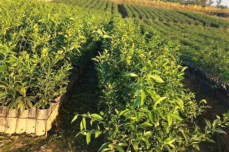 柑橘苗叶面肥施药方法 柑橘专用叶面肥应该如何施用
