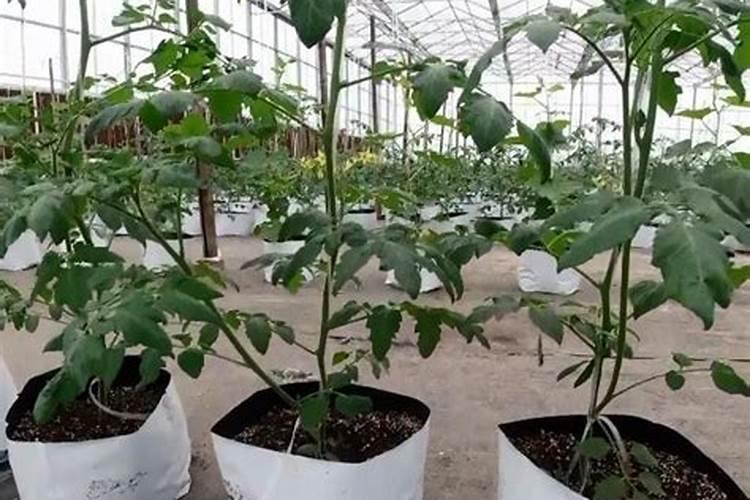 很多农民种植西红柿会施叶面肥,这么做有什么好处呢？