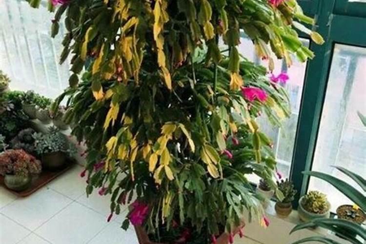 蟹爪兰叶子发黄怎么办,蟹爪兰叶子蔫了如何救