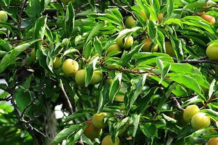 李子树开花结果最佳天气和温度？