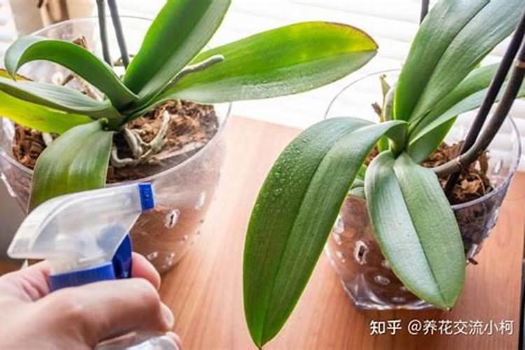 草木灰适合什么花