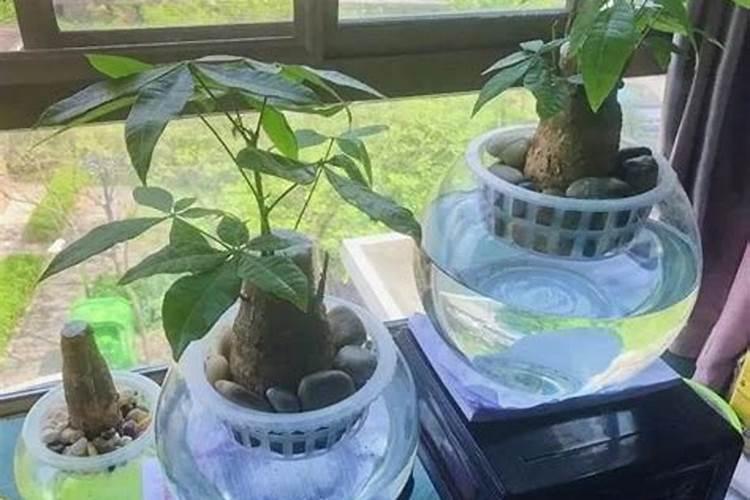 非洲茉莉水培生根方法