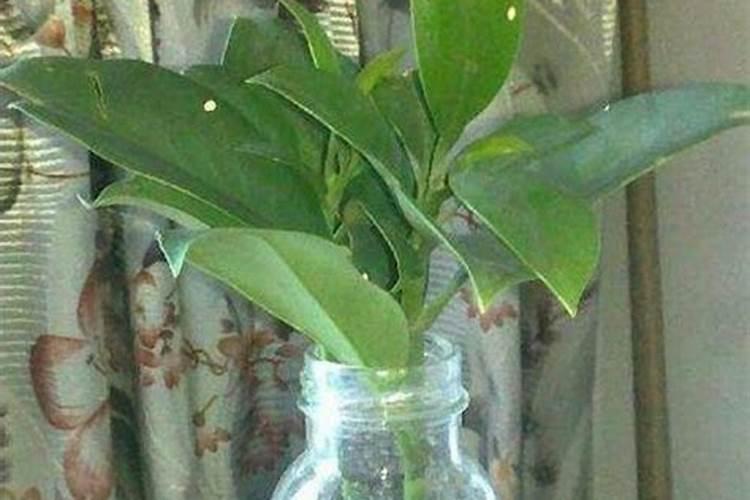 水培茉莉怎么养殖才能更旺盛