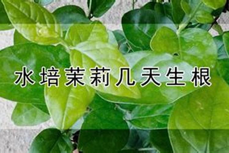 水培茉莉的方法
