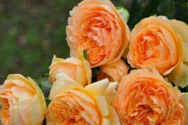芝麻什么时间施肥最好 芝麻什么时候施肥