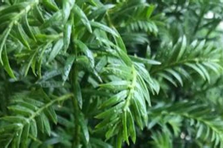 你知道多肉植物为什么有颜色吗？