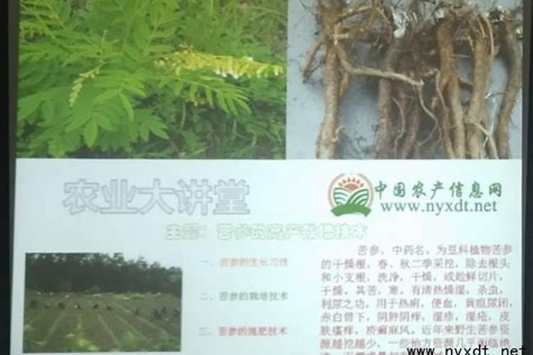 自家种菜怎么除虫,想一直不用化肥和农药,这几种物质必须要有