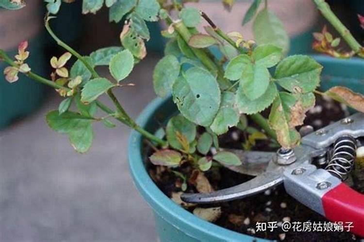 月季花如何追肥