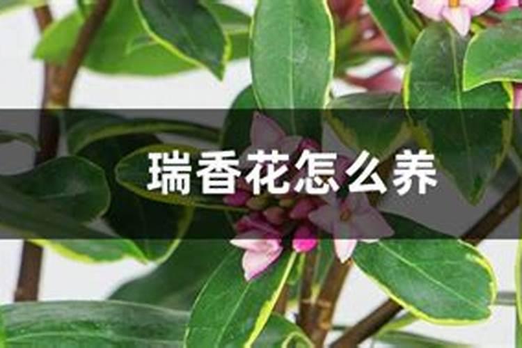 一斤小麦能称出多少籽粒