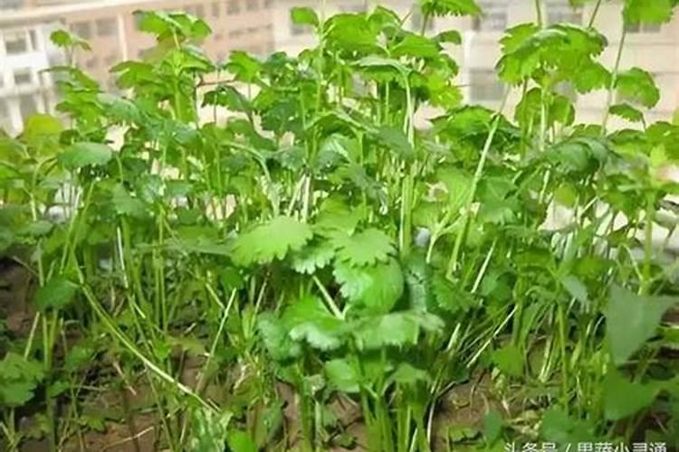 硝酸盐是什么肥料