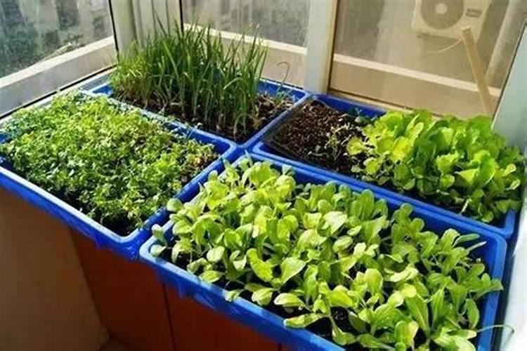 种菜最忌三种肥料