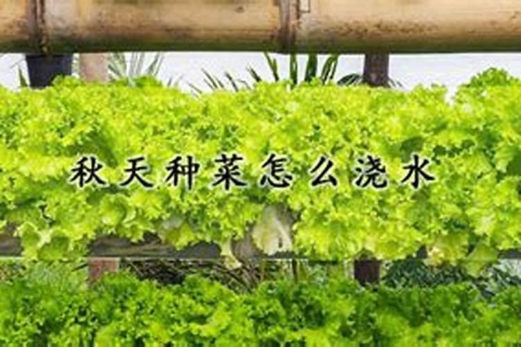 种菜用什么肥料最好