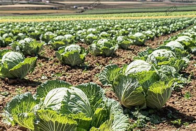 种菜的时候选择哪种肥料进行施加比较合适