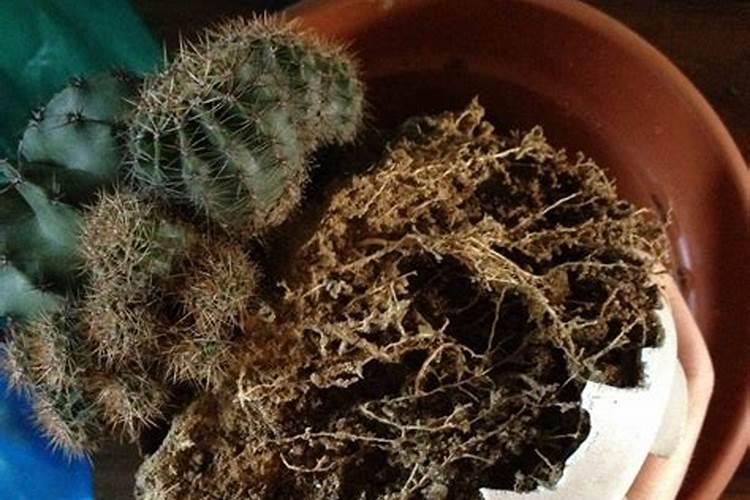 太阳花种植后多久浇水施肥