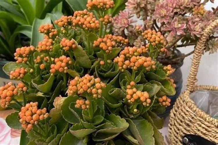 给长寿花促花用什么催花肥