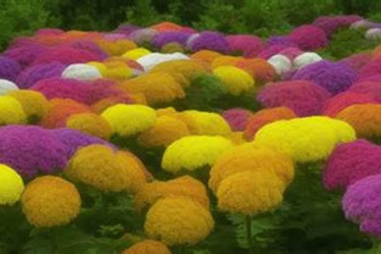 沈阳哪家棉花比较好