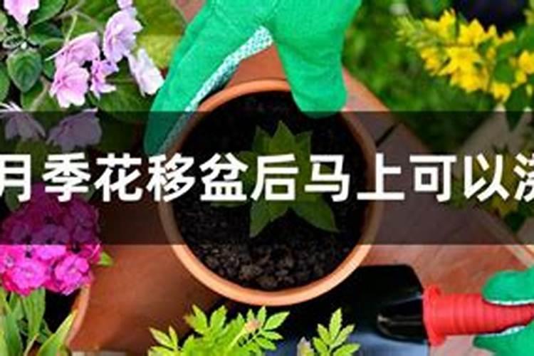 被叫做药罐子的月季花,夏季如何在阳台养,才能做到苗壮开花多？