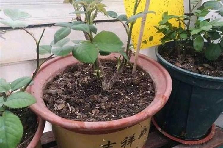 盆栽月季花什么时候施肥最合适