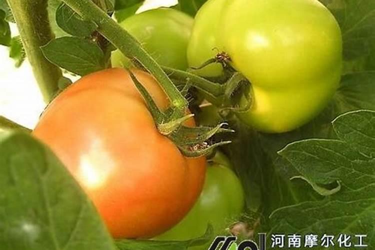 西红柿施什么肥最好