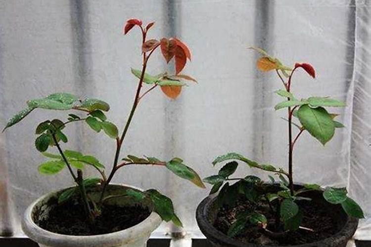 土豆水浇花的正确方法 关于土豆水浇花的正确方法
