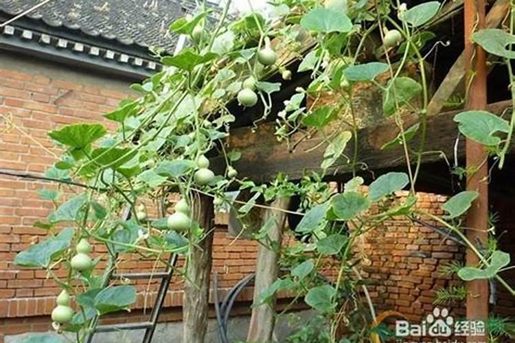 葫芦浇什么肥料合适