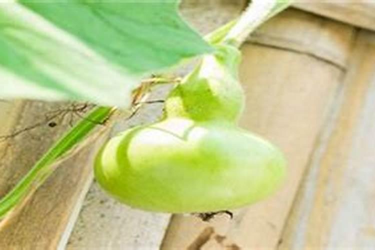 葫芦浇什么肥料合适