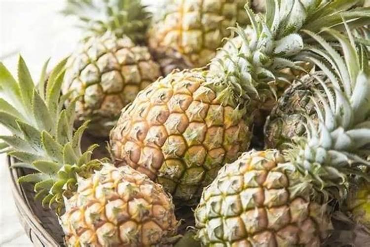 迎春花需要什么肥料