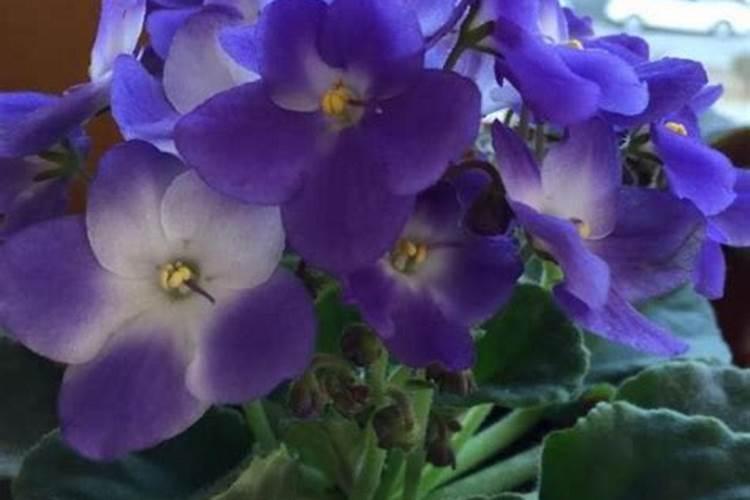 葡萄硼肥什么时候打最好？开花前？还是花期打？