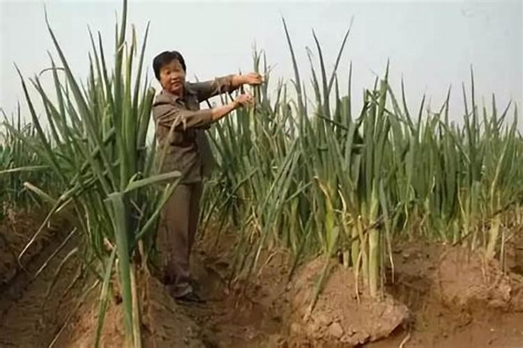移植大葱如何开沟