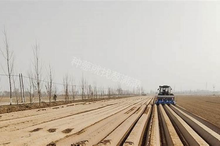 种葱用什么肥料最好