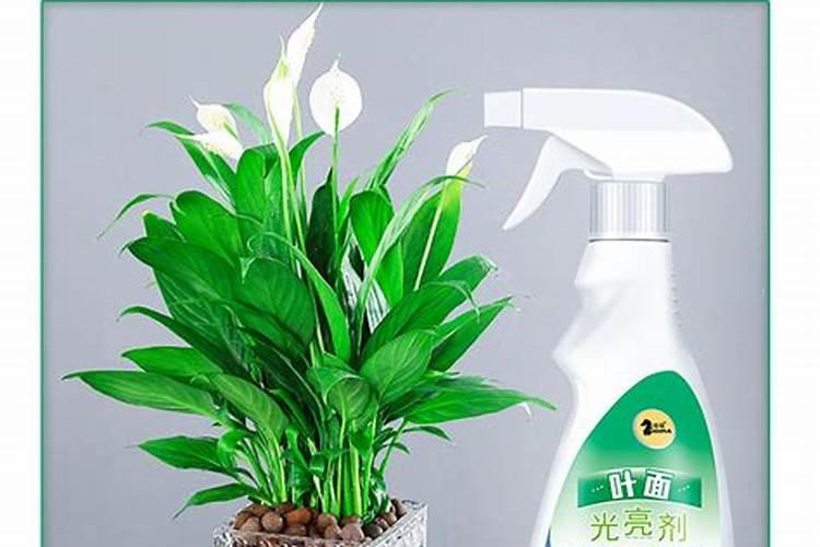 给植物喷的绿色液体是什么