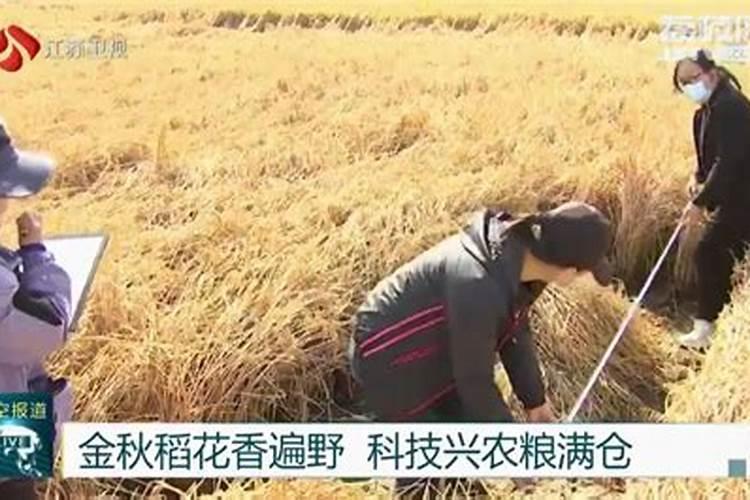 稻花香2放多少水
