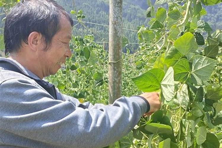 黑芸豆提高产量,有什么好的栽培技术介绍？