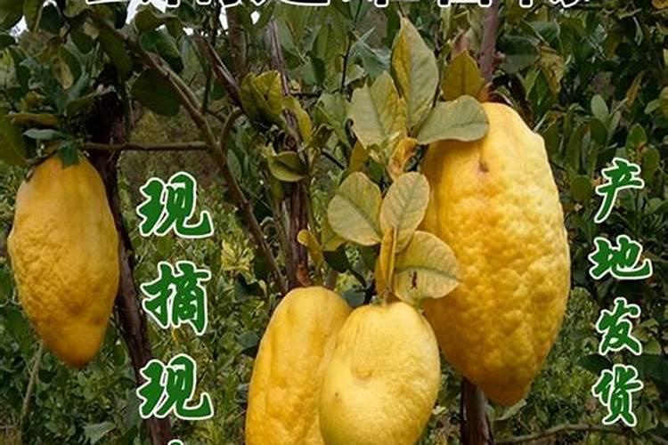 小满能浇小麦吗 是用滴灌好还是喷灌好？